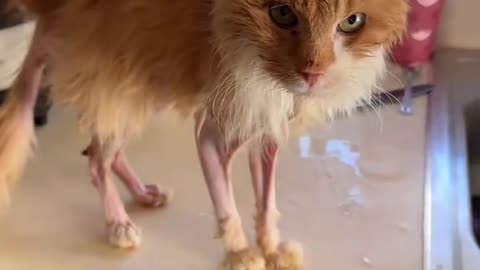 Littels Dog's Comedy Videos 🤣 so cute videos 😍 funny videos 🤣 so cute picture 😍