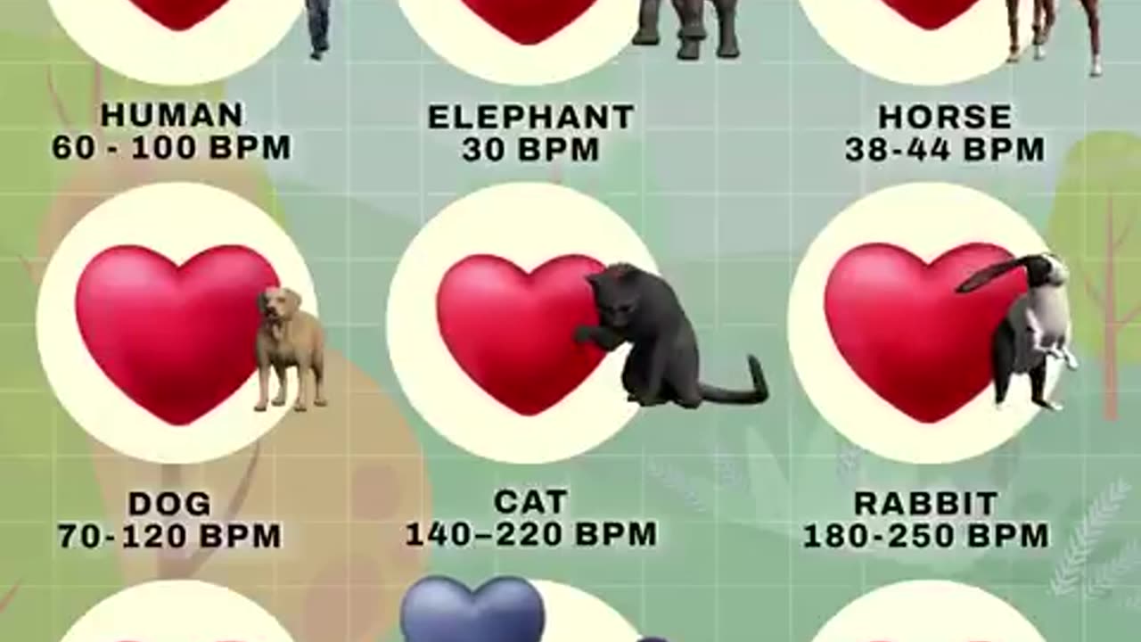 Animal heartbeat comparison