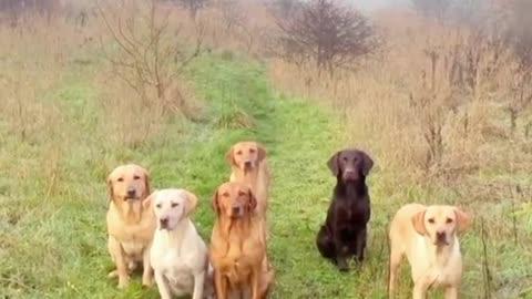 op 10 Dog Breeds for Families: Which One is Right for You?"