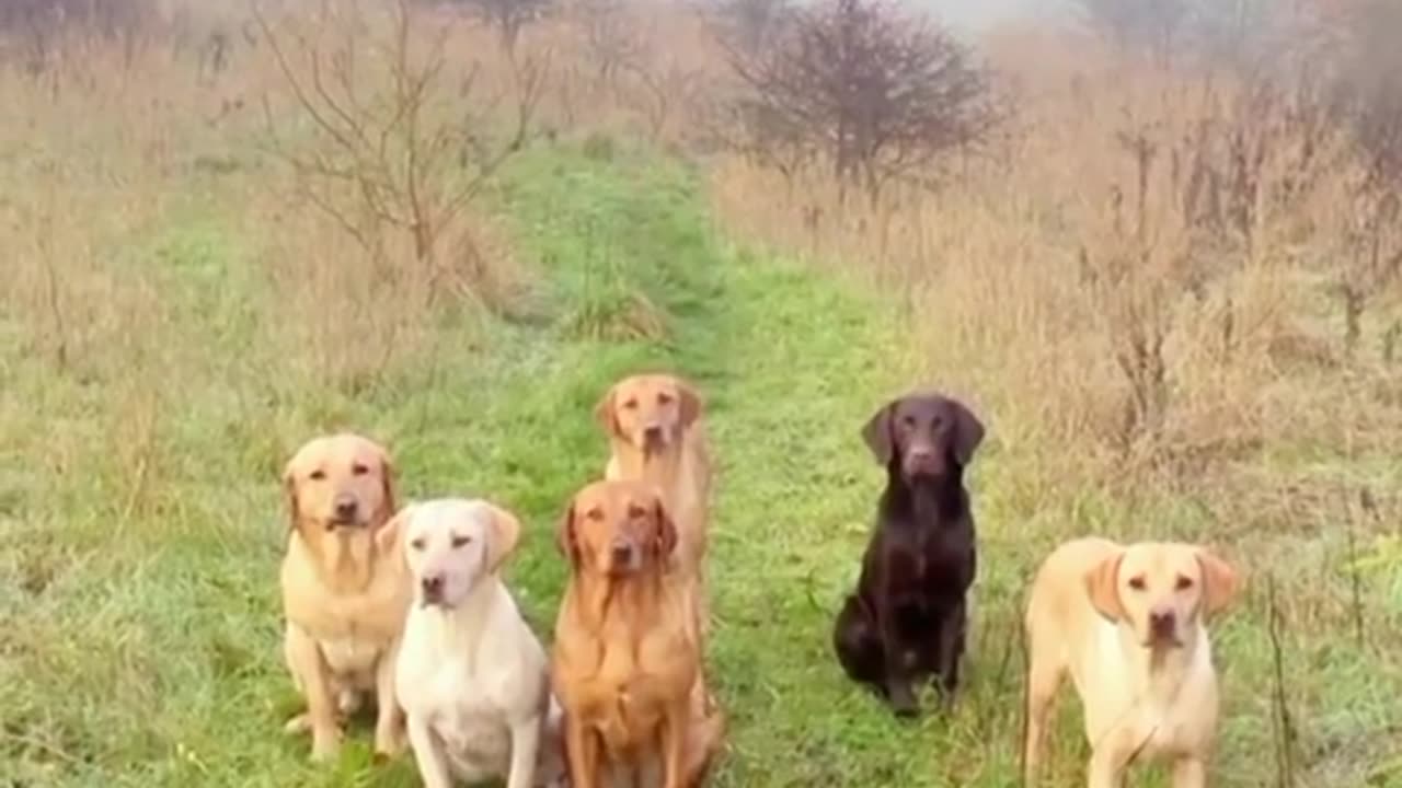 op 10 Dog Breeds for Families: Which One is Right for You?"