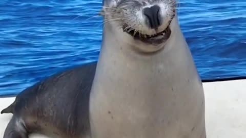😂🐧 Happy Seal! | FunFM