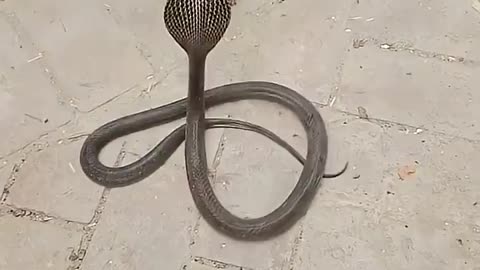 Mongoose Not Worried