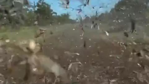 Convinced Australia is just JUMANJI island at this point