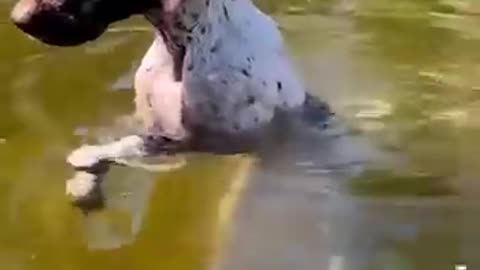 Funny animals 😂😂