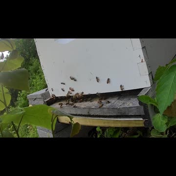 Saturday Afternoon long cut