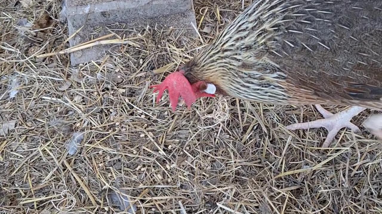 Eating out of my hand