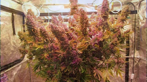 What is a Auto flower cannabis plant
