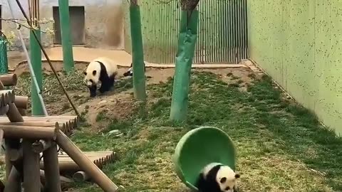 🥰 Pandas Being Their Adorable Selves! | FunFM