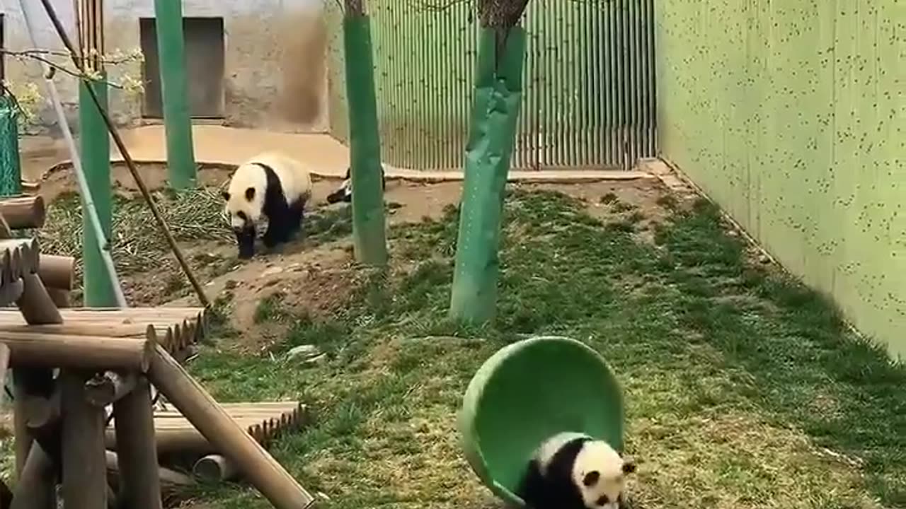🥰 Pandas Being Their Adorable Selves! | FunFM