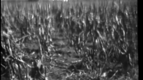 CORN AND THE BORER - CORN AND THE BORER - 33-299