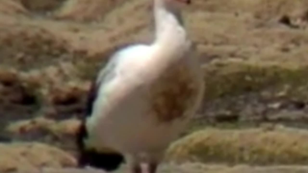 goose