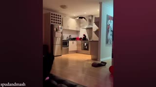 🎉 Silliest CATS on Earth! 🐱😂 | Ultimate Funny Cat Fails Compilation