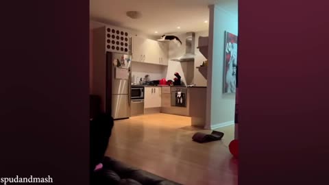 🎉 Silliest CATS on Earth! 🐱😂 | Ultimate Funny Cat Fails Compilation