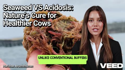 Seaweed VS Acidosis: Nature’s Cure for Healthier Cows