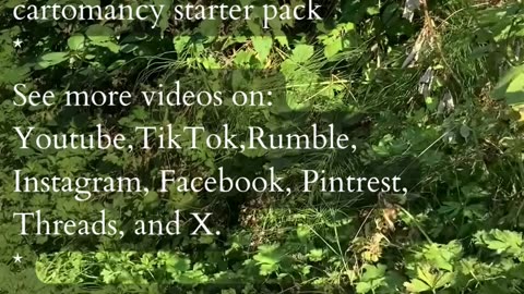 Travel Some Place New | Path and Tarot Reading