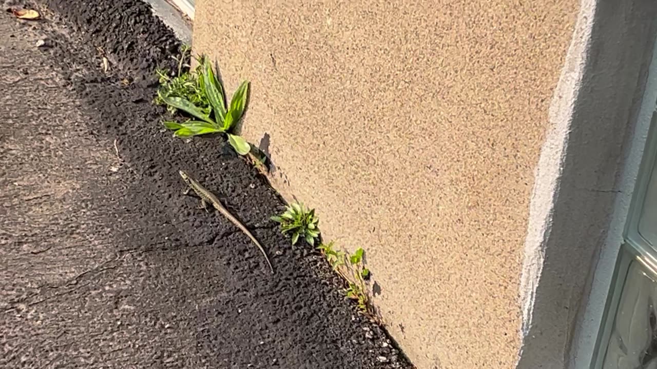 Lizard!