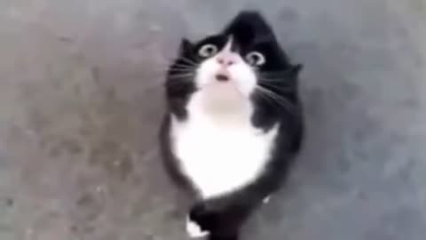 funny pet videos