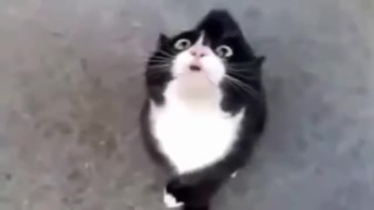 funny pet videos