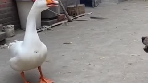 Funny Duck