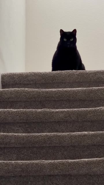 Cute Precious Piper Changes From a Bowling Ball to a Loaf - My Adopted Shelter Cat Vlog #shorts