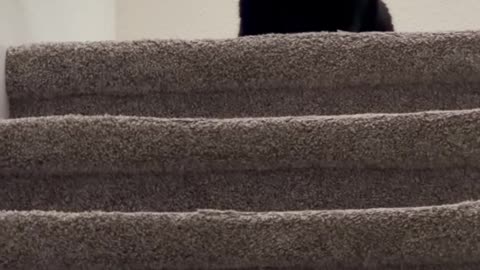 Cute Precious Piper Changes From a Bowling Ball to a Loaf - My Adopted Shelter Cat Vlog #shorts