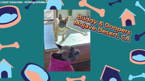 Live #12: Silly Frenchies Doing Cute Things #frenchbulldog