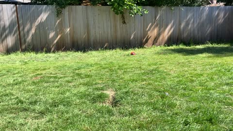 backyard hangout 3298432098423308