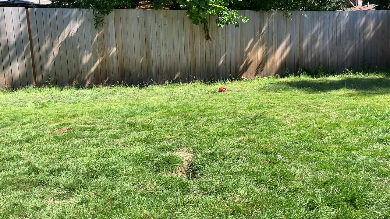 backyard hangout 3298432098423308