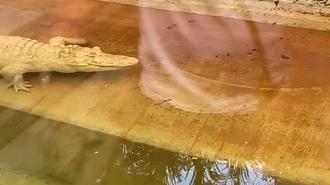 Gatorland White Alligator