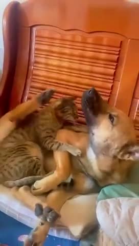 Dogs taking Revenge 🤣🤣