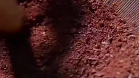How Chocolate is made the traditional way, from the beginning