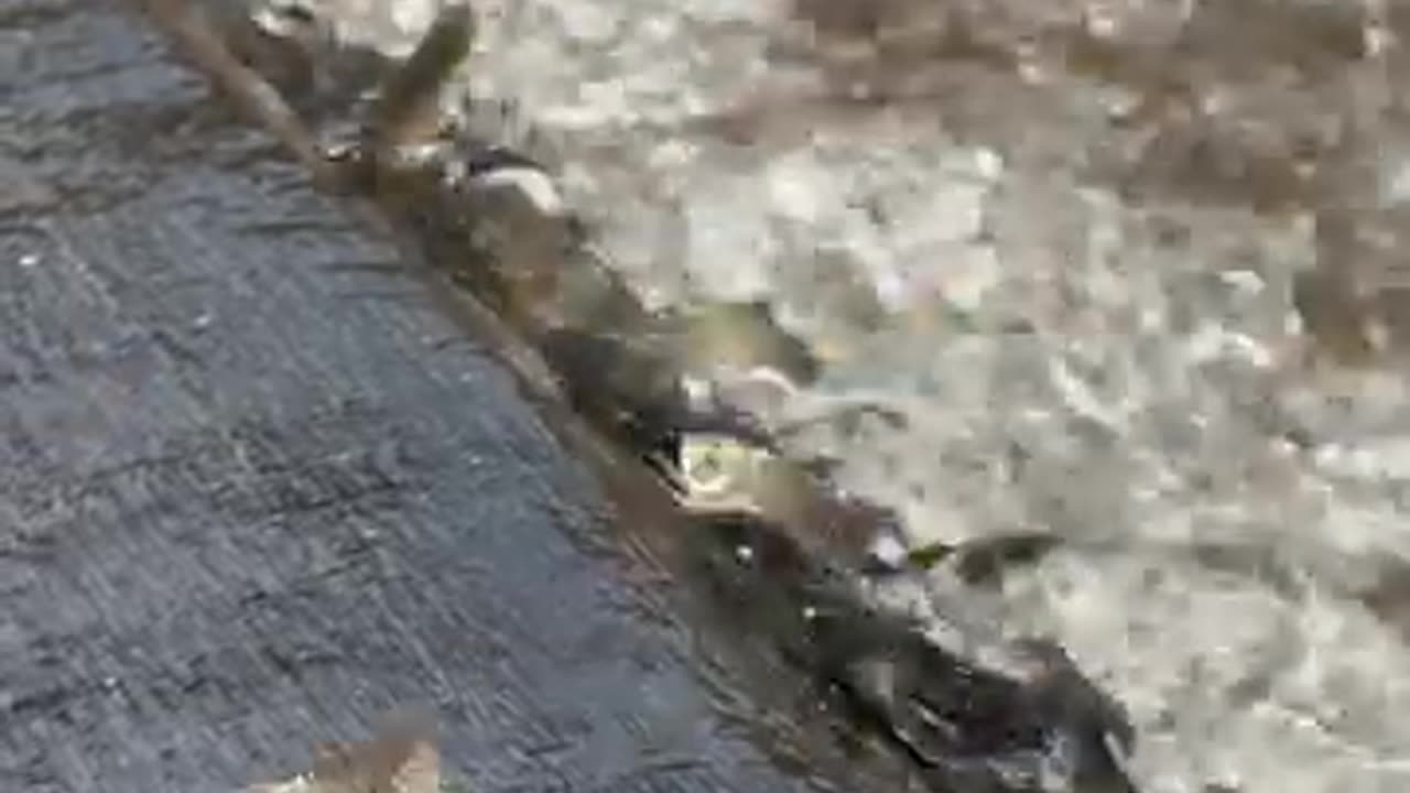 Fish
