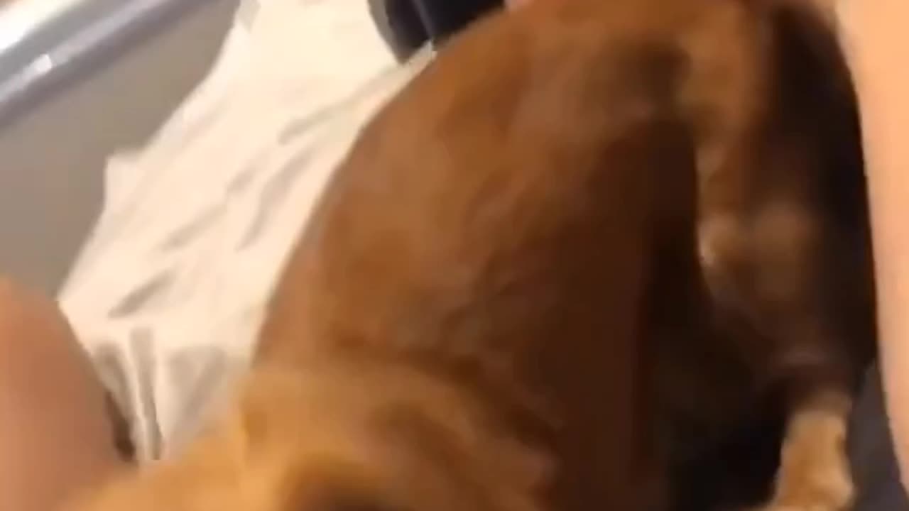 This dog is ride or die