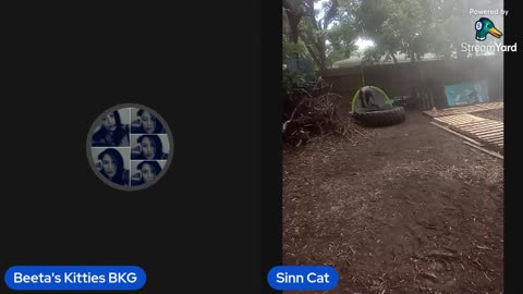 07/27/25 Beeta's Kitties VOD: "Sunday Sweetness Sassy Summer"