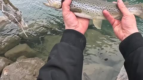 Nice brown trout