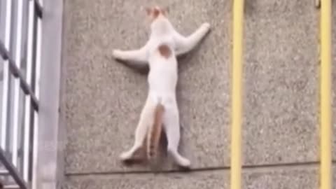 Ninja Cats & Cat Gymnastics - Creative Commons