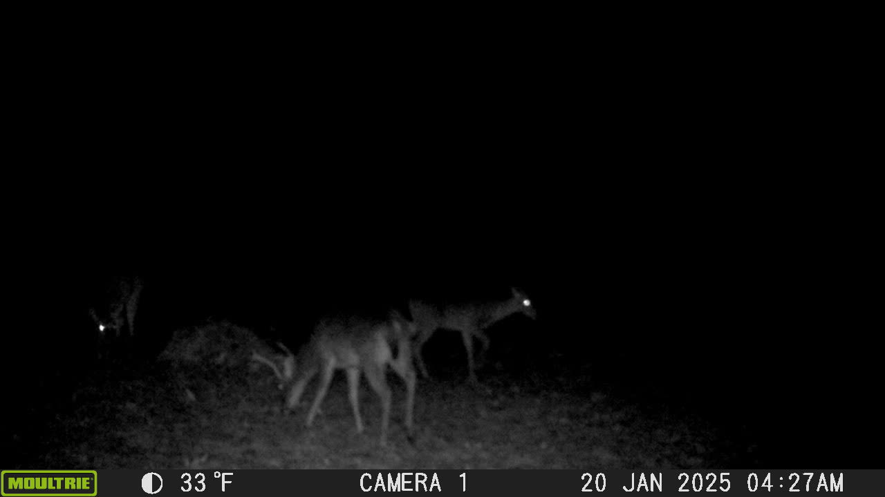 Deer