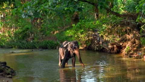 Cute dance of the ELEPHANT in the Water