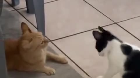 Cat can’t do that