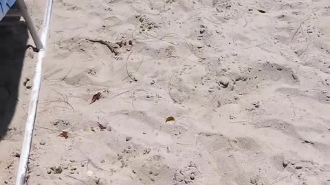 Key West beach at the State Park 1 Impromptu Vacay! #ourtruckinglife #keywest #truckdriver #reallife