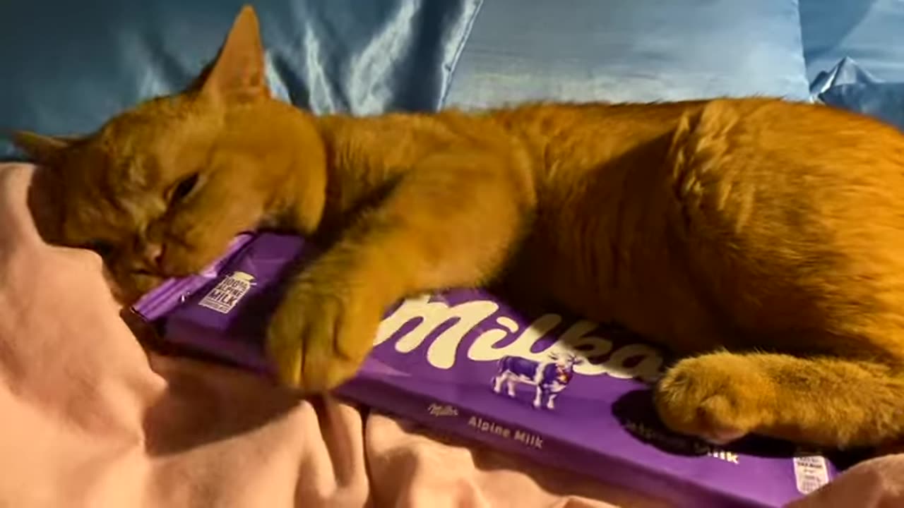 do-not-disturb-a-cat-when-with-his-milka-chocolate---midnight-feasts
