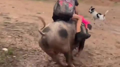 Wild Boar Ride