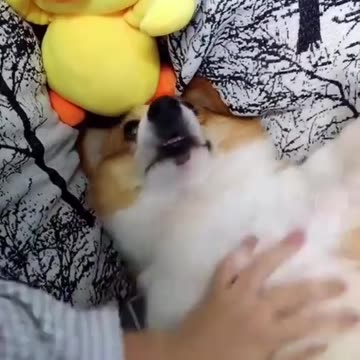 Funny cute pet videos Funny and cute cats and dogs videos,
