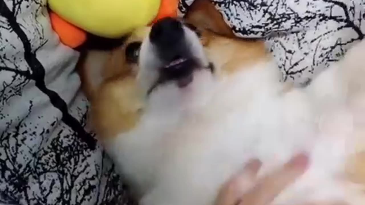 Funny cute pet videos Funny and cute cats and dogs videos,