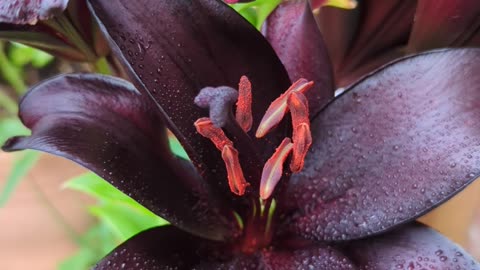 Beautiful lily
