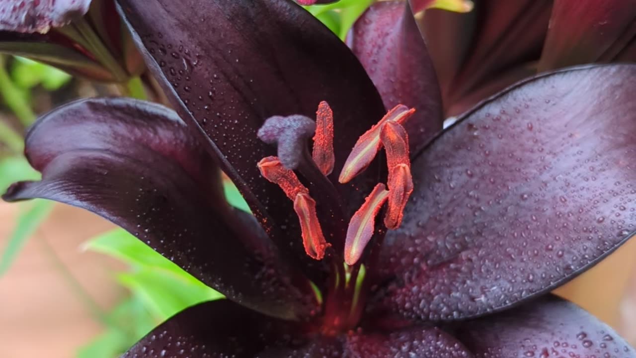 Beautiful lily