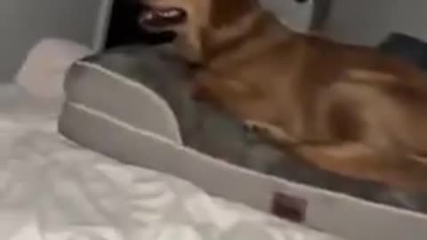 😂🛏️ This Bed Trick Will Blow Your Mind! | FunFM