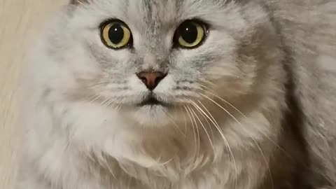 Adorable Scottish Fold Kitten: Soft & Playful Companion