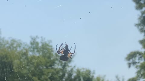 Creepy Crawly The Who Boris The Spider