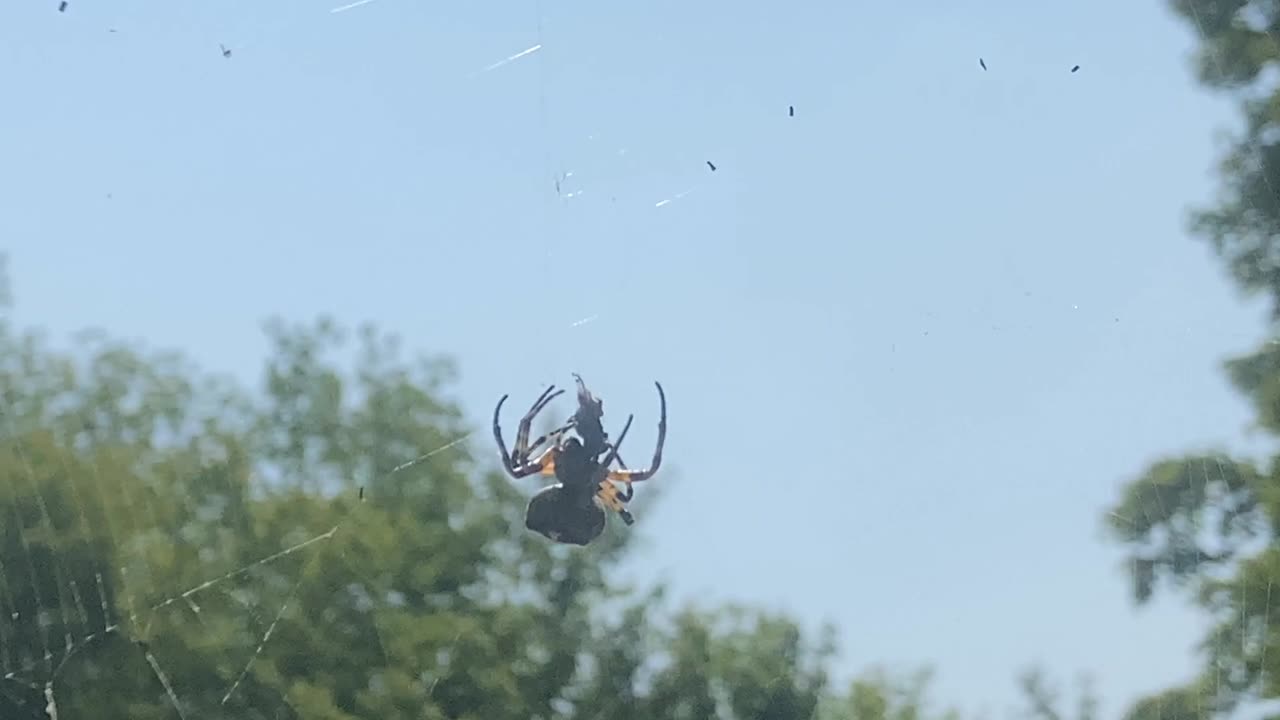 Creepy Crawly The Who Boris The Spider